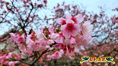 平菁街42巷-鵝尾山水田-平溪步道 (3).jpg