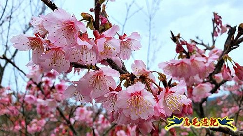 平菁街42巷-鵝尾山水田-平溪步道 (4).jpg