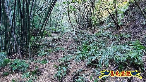 平溪子山嚴家古厝白鶯石古道P形 (13).jpg