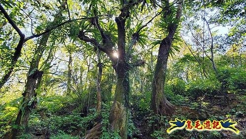 平溪子山嚴家古厝白鶯石古道P形 (48).jpg