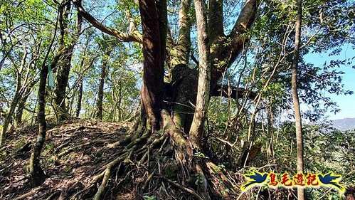 平溪子山嚴家古厝白鶯石古道P形 (50).jpg