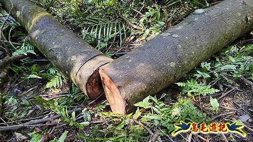 平溪子山嚴家古厝白鶯石古道P形 (62).jpg
