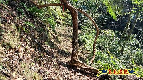 平溪子山嚴家古厝白鶯石古道P形 (65).jpg