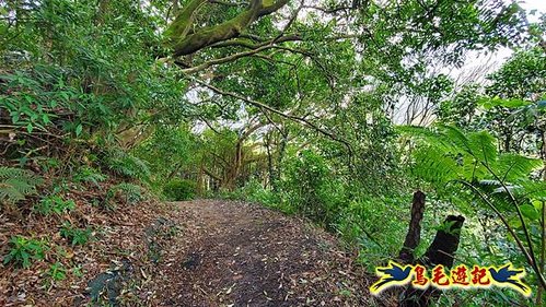 北投陽峰古道-鼎筆橋步道-十八挖水圳道-東昇步道(墨染櫻%26;八重櫻) (9).jpg
