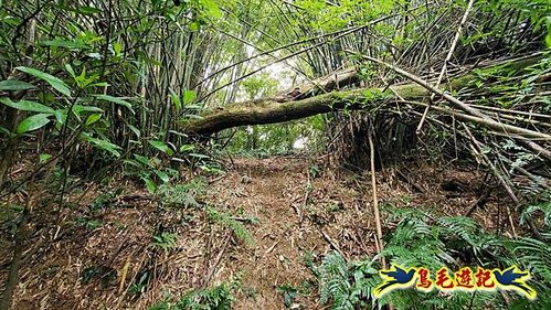 龜山車站-梗枋山-觀日步道-橋板湖山-北關農場保線路P形 (12).jpg