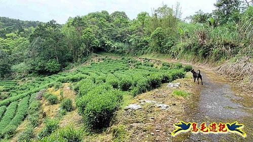 大格門獵狸尖旗子腳山溪邊寮縱走 (3).jpg