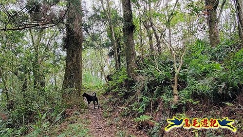 大格門獵狸尖旗子腳山溪邊寮縱走 (8).jpg