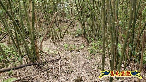 大格門獵狸尖旗子腳山溪邊寮縱走 (42).jpg
