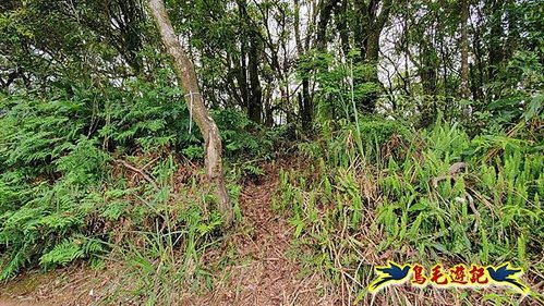 大格門獵狸尖旗子腳山溪邊寮縱走 (45).jpg