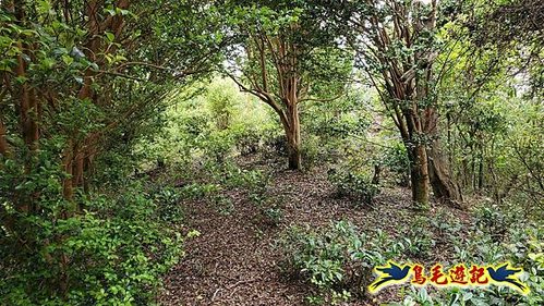大格門獵狸尖旗子腳山溪邊寮縱走 (56).jpg