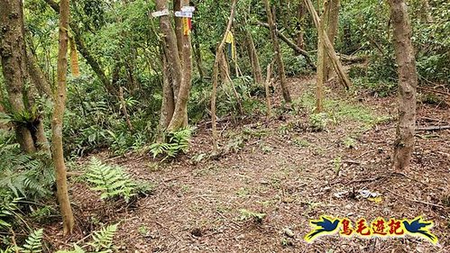 大格門獵狸尖旗子腳山溪邊寮縱走 (63).jpg