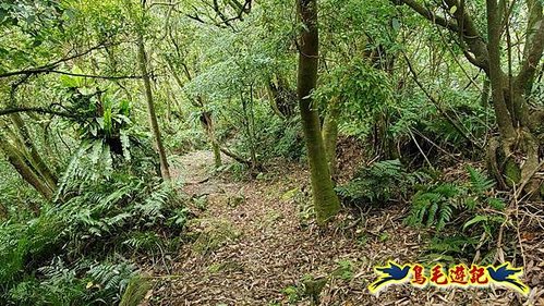 大格門獵狸尖旗子腳山溪邊寮縱走 (67).jpg
