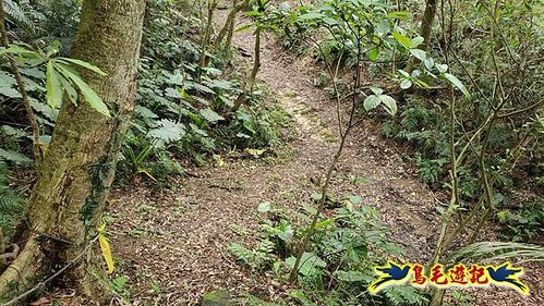 大格門獵狸尖旗子腳山溪邊寮縱走 (68).jpg