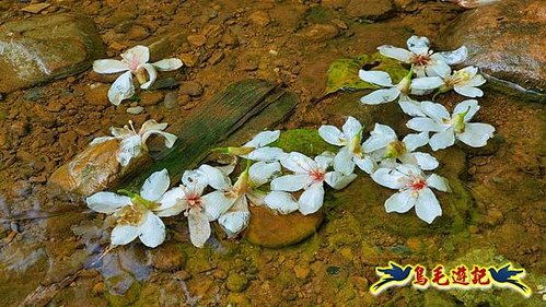 富民親水公園瑪西桐花步道O形 (5).jpg
