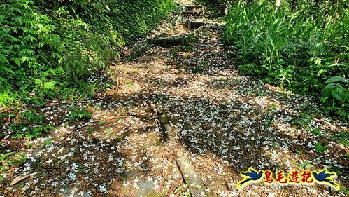 富民親水公園瑪西桐花步道O形 (6).jpg