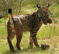 200px-Iberian_Lynx_eating_bird.jpg