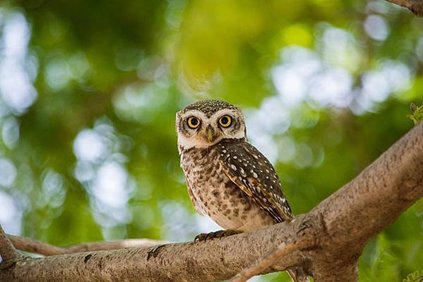 brown-owl-on-tree-branch-2683946.jpg