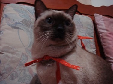 neko01.JPG
