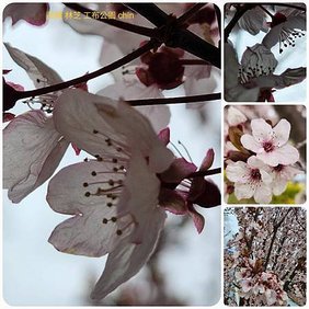 120401四川 成都-西藏 林芝 拼圖(9).jpg