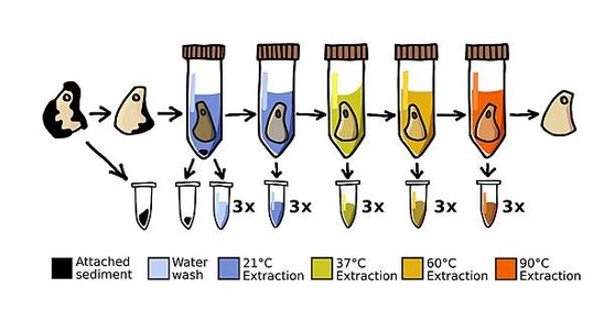 2萬年前鹿骨吊飾表面，人類女生DNA