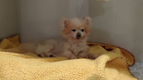 【真實分享】狗狗虛弱、沒食慾：Lucky吃超級黑酵母（老狗照