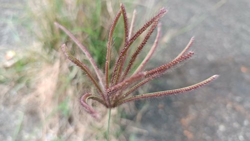 LINE_ALBUM_2023淡水河畔小花小草_230127_49.jpg