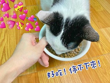 貓咪無穀飼料推薦Dr. Elsey&apos;s 貓艾歐♥