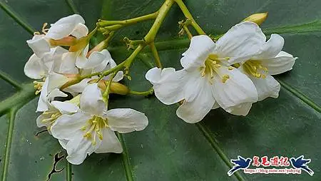 基隆國家新城後山(樂利山)新山水庫鐘萼木花開 (2).jpg