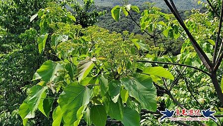 基隆國家新城後山(樂利山)新山水庫鐘萼木花開 (15).jpg