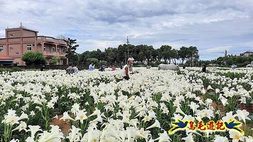 桃園白千層鐵炮百合花海 (15).jpg