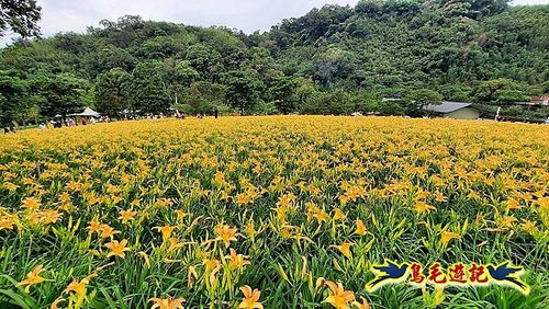 桃園百吉休閒農場-忘憂山丘 (26).jpg