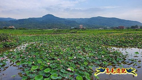 金山清水濕地-黃老伯蓮花園 (4).jpg