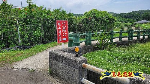 淡水屯山荷花園 (1).jpg