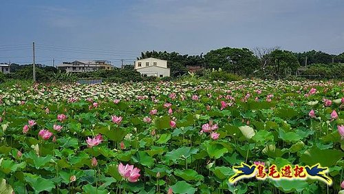 淡水屯山荷花園 (9).jpg