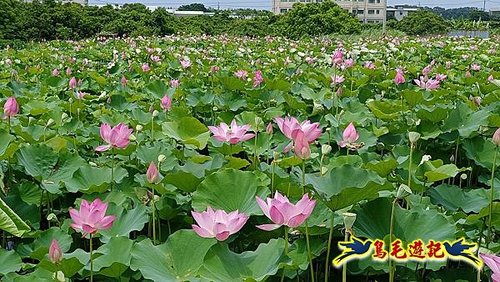 淡水屯山荷花園 (17).jpg