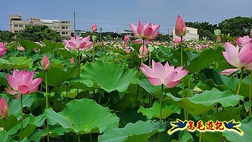 淡水屯山荷花園 (15).jpg