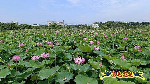 淡水屯山荷花園 (18).jpg