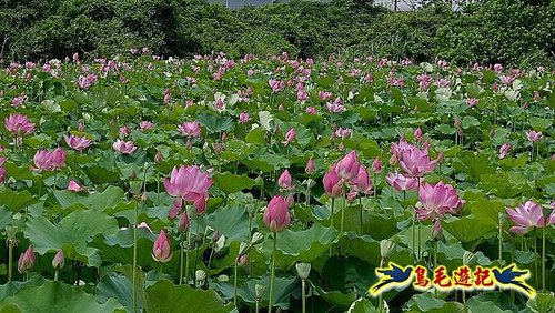 淡水屯山荷花園 (20).jpg