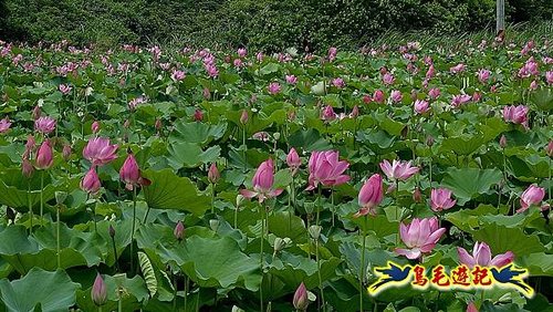 淡水屯山荷花園 (21).jpg