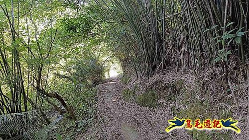 隆隆古道-隆隆山-三叉峰-福卯古道北線 (10).jpg