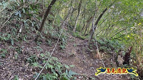 隆隆古道-隆隆山-三叉峰-福卯古道北線 (37).jpg