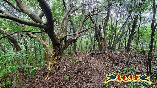 汐止加壽橋-槓尾山-四分尾山-茄冬古道O形 (23).jpg