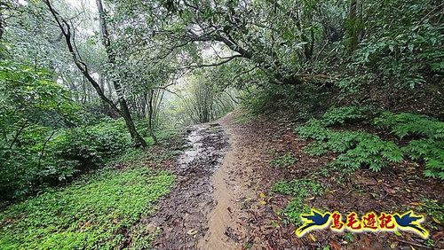 汐止加壽橋-槓尾山-四分尾山-茄冬古道O形 (42).jpg