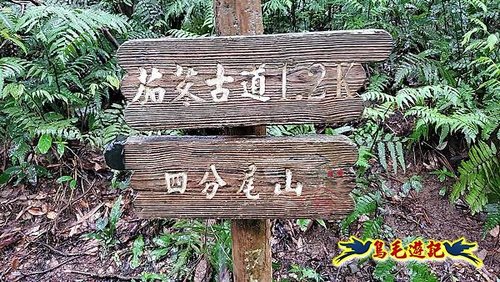 汐止加壽橋-槓尾山-四分尾山-茄冬古道O形 (50).jpg