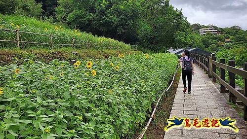 貓空彩雲亭向日葵花海 (18).jpg