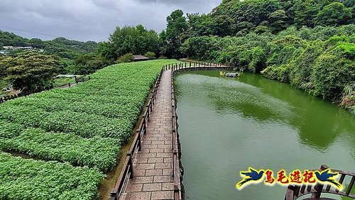 貓空彩雲亭向日葵花海 (23).jpg