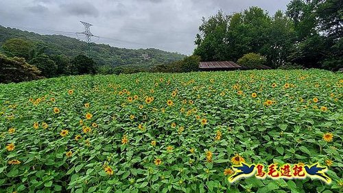 貓空彩雲亭向日葵花海 (26).jpg