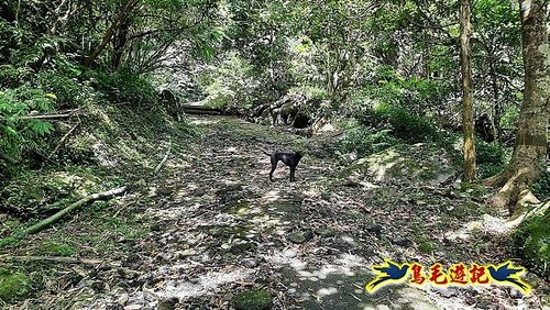 石門嶺古道-瑞泉溪畔古道-林市古道-富士古道縱走 (53).jpg