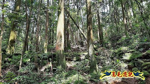 石門嶺古道-瑞泉溪畔古道-林市古道-富士古道縱走 (67).jpg