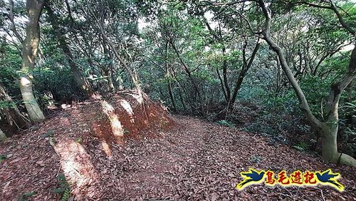 林口頂福巖森林步道 (41).jpg